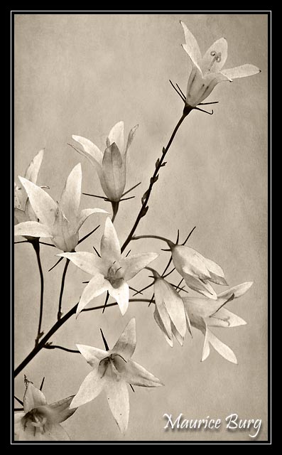 Campanule raiponce