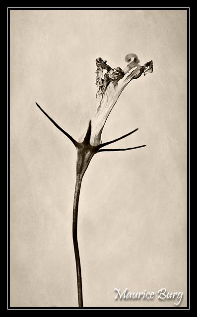 Campanule raiponce