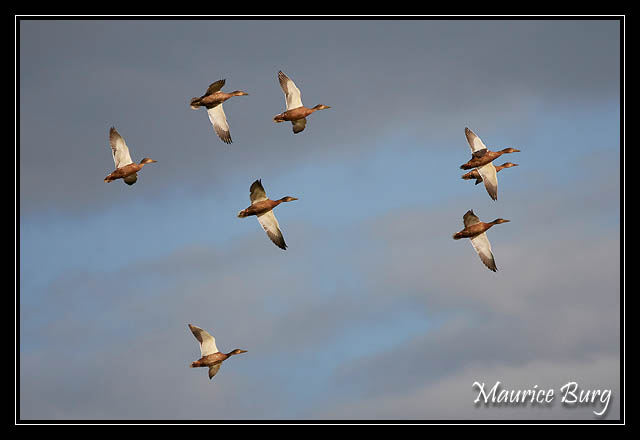 Canards colverts 