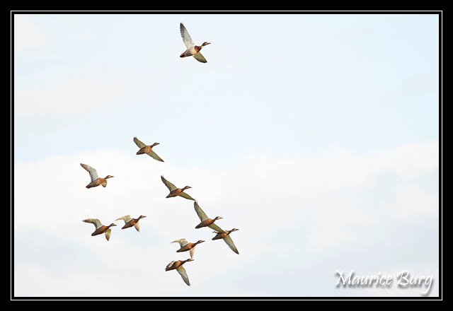 Canards colverts 