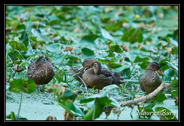 Canards colverts femelles