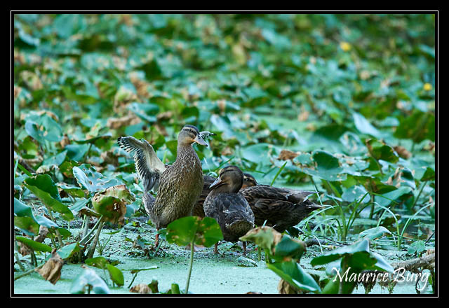 Canards colverts femelles