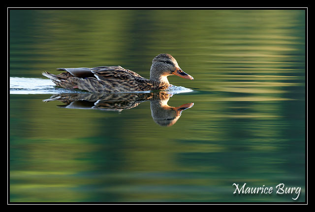 Canard colvert femelle
