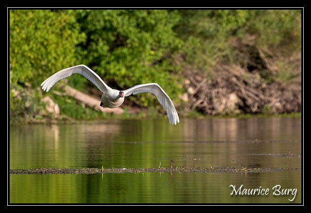 Cygne tuberculé