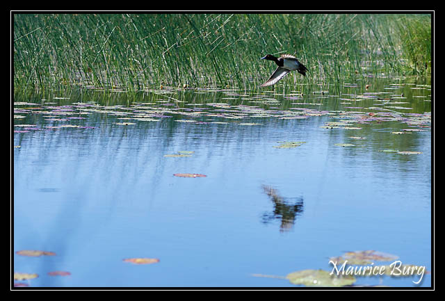 Fuligule morillon