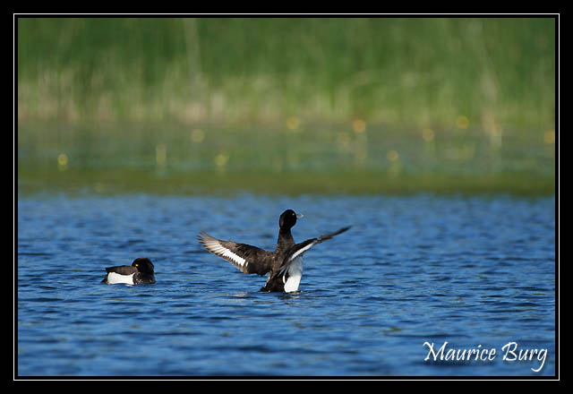 Fuligules morillons