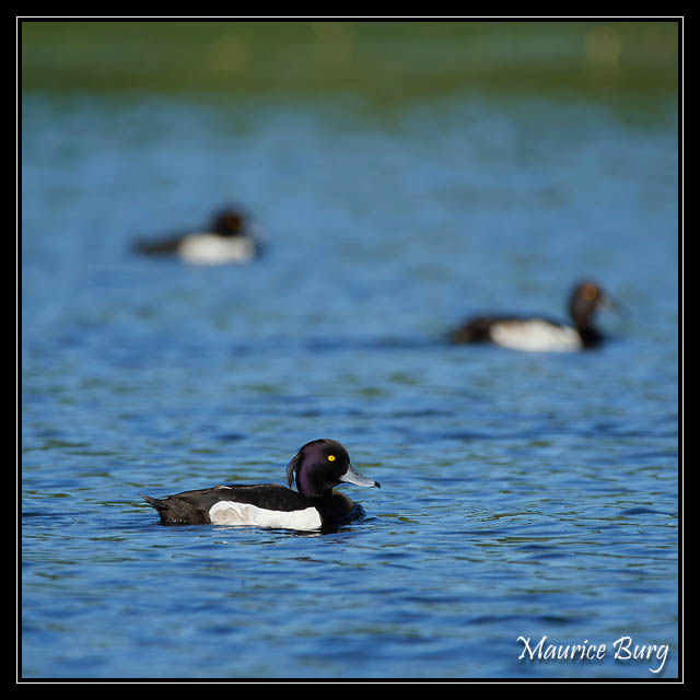 Fuligules morillons