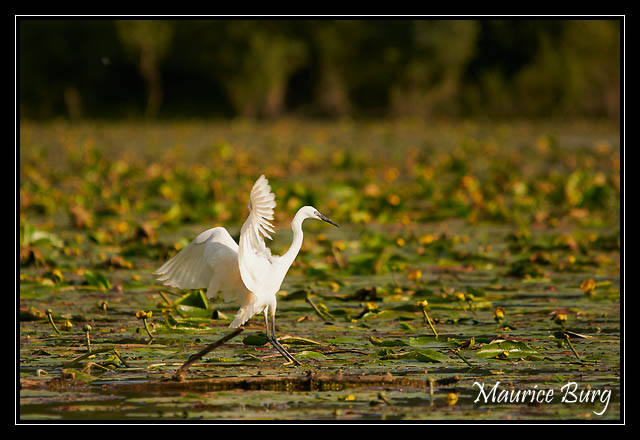 Aigrette garzette