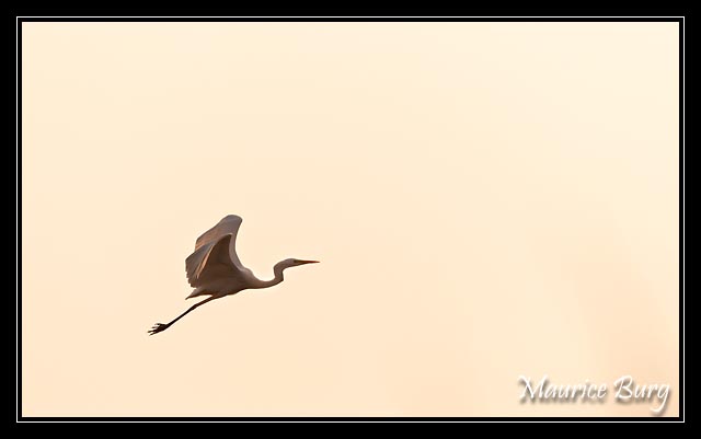 Grande aigrette