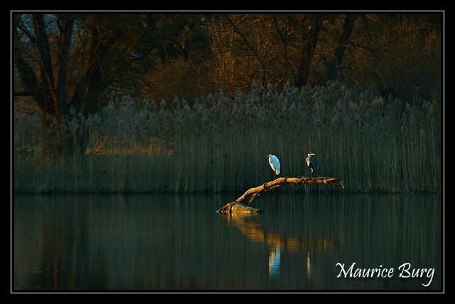 Aigrette et héron 