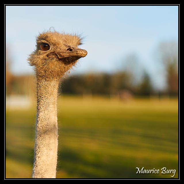 coucou!
