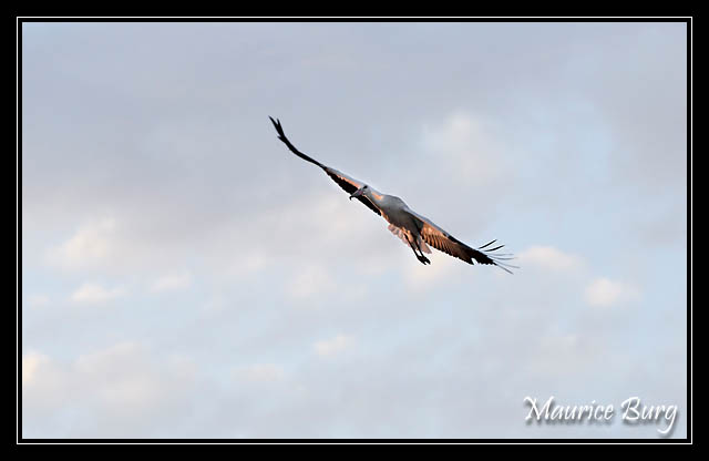 Cigogne blanche