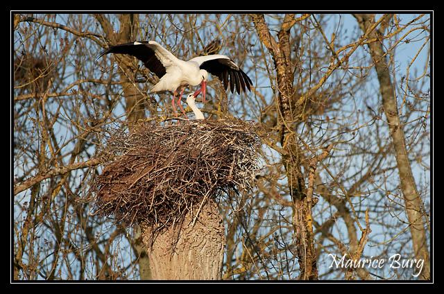 Cigognes blanches
