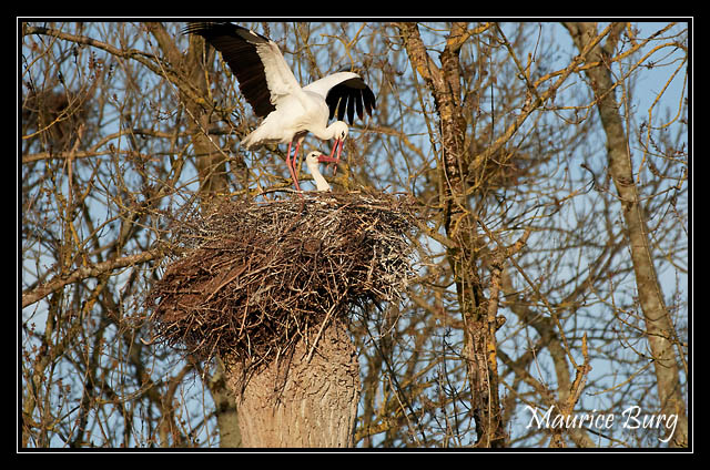 Cigognes blanches