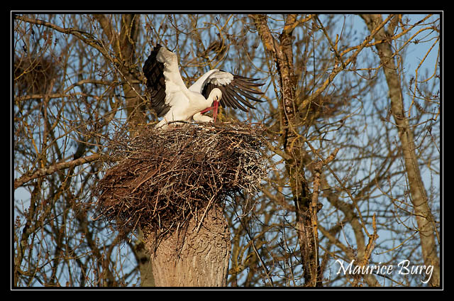 Cigognes blanches