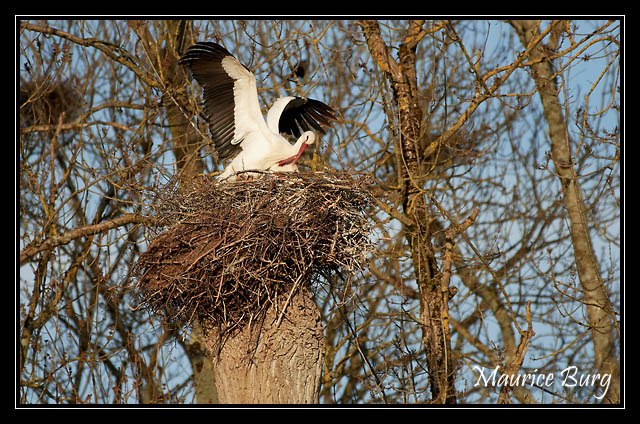 Cigognes blanches