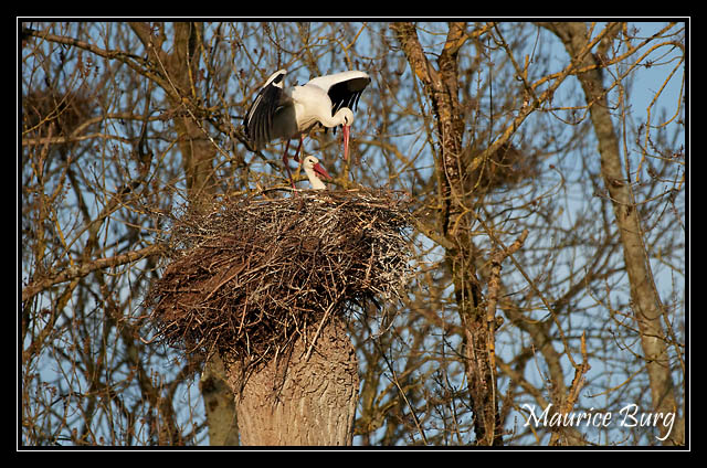 Cigognes blanches