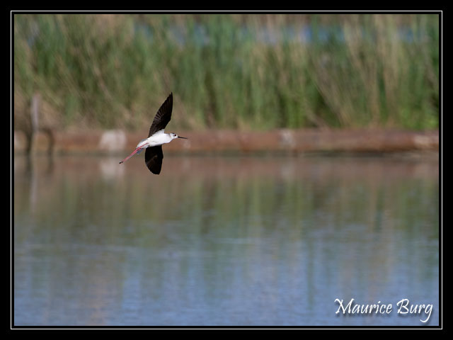 Échasse blanche