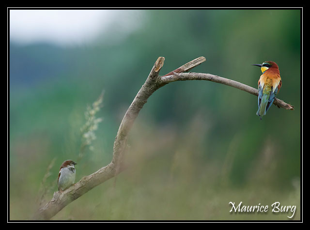 Guêpier d'Europe et moineau