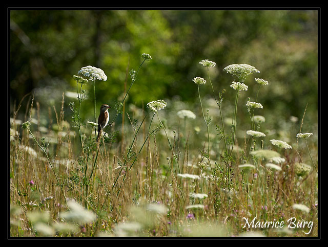 Pie grièche écorcheur (femelle)