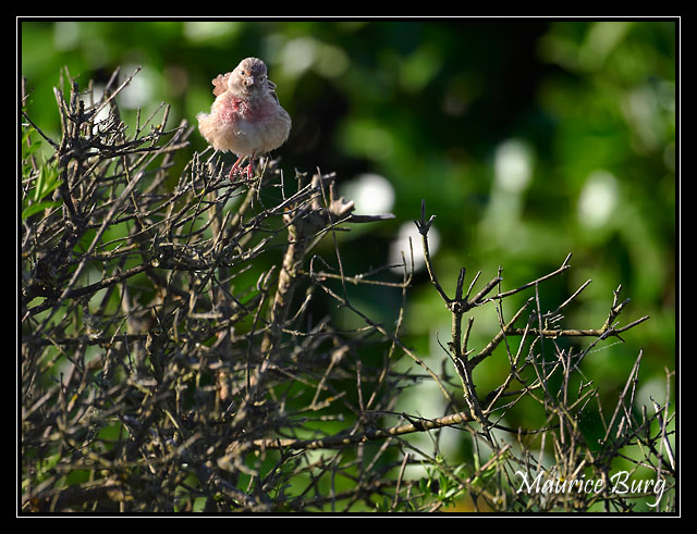 Linotte mélodieuse