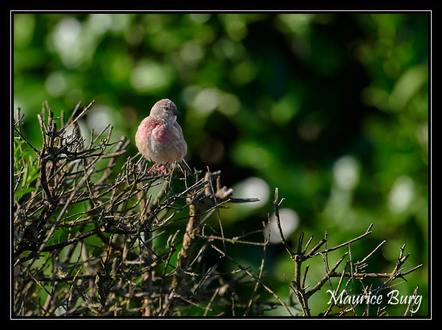 Linotte mélodieuse