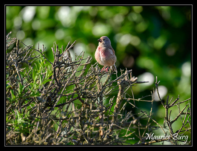 Linotte mélodieuse