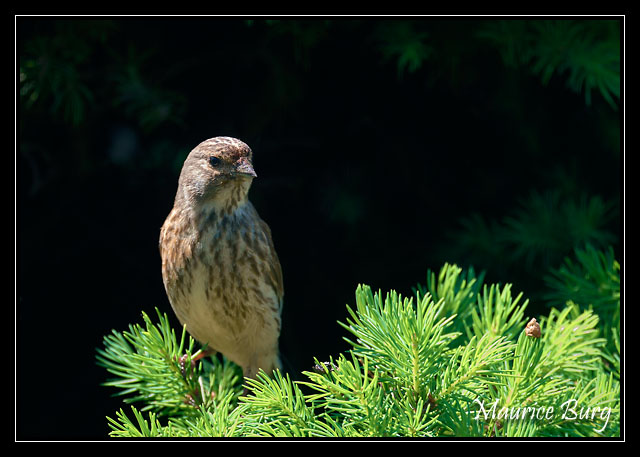 Linotte mélodieuse (femelle)