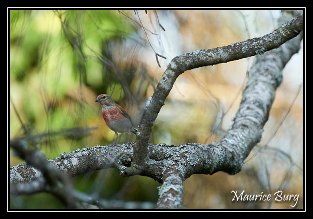 Linotte mélodieuse