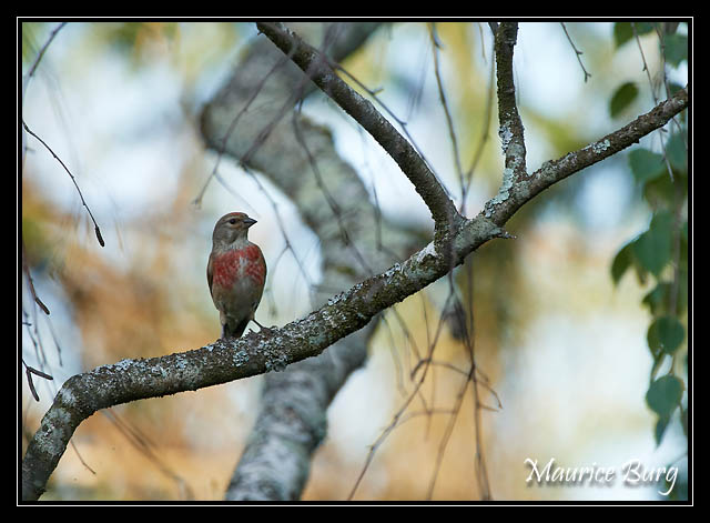 Linotte mélodieuse