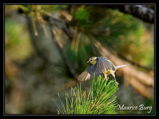 Mésange bleue