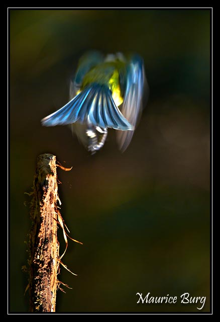 L'envol (mésange bleue)