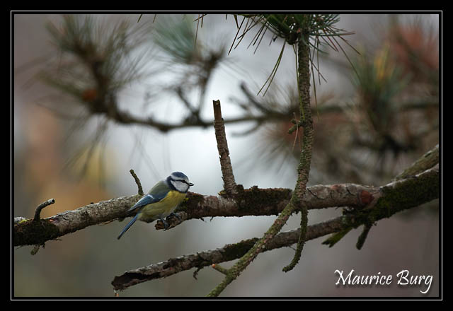 Mésange bleue