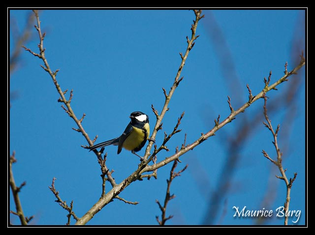 Mésange charbonnière
