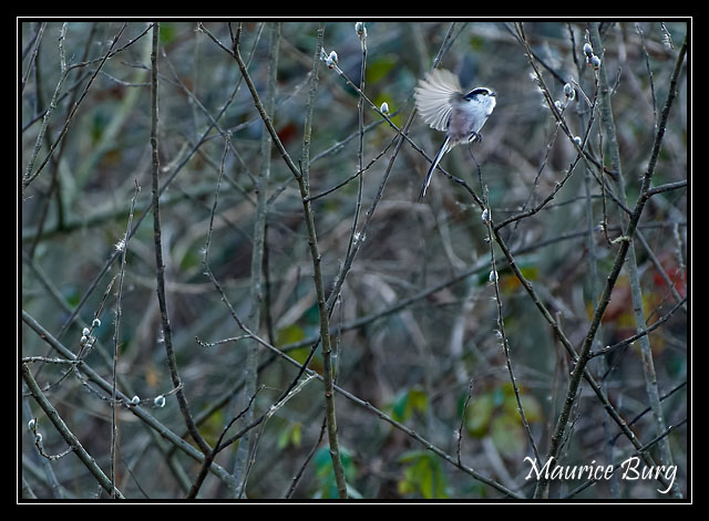 A tire-d'aile.   Mésange à longue queue
