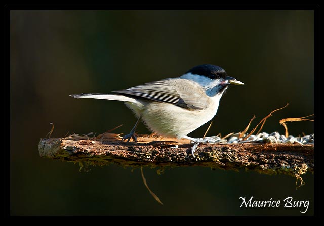 Mésange nonnette
