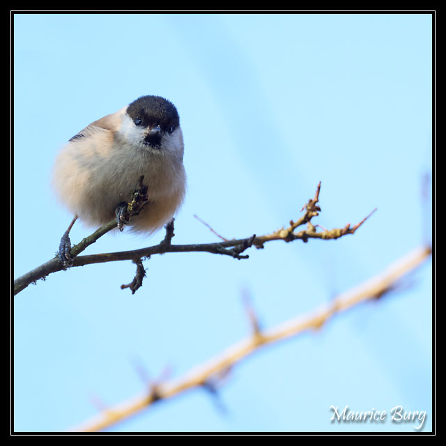Mésange nonnette