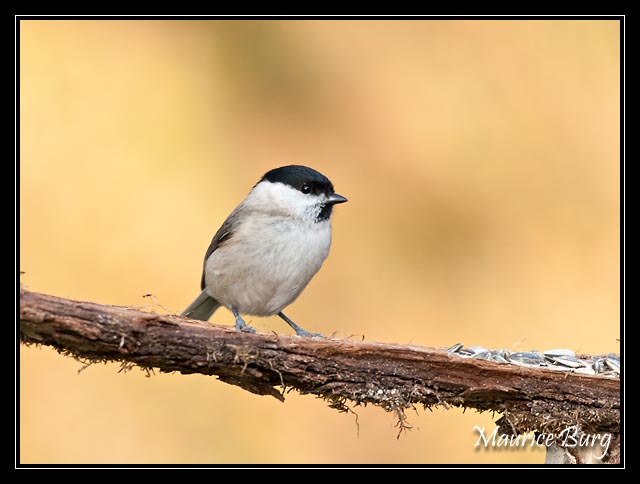 Mésange nonnette