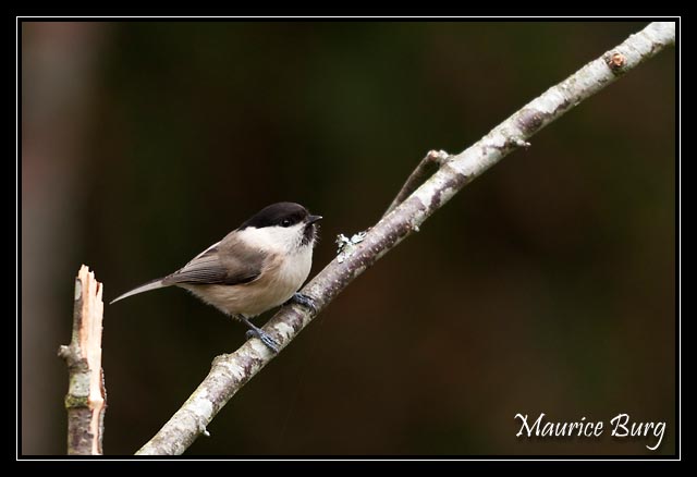Mésange nonnette