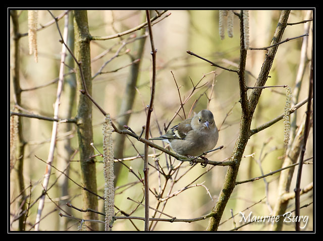 Pinson des arbres femelle