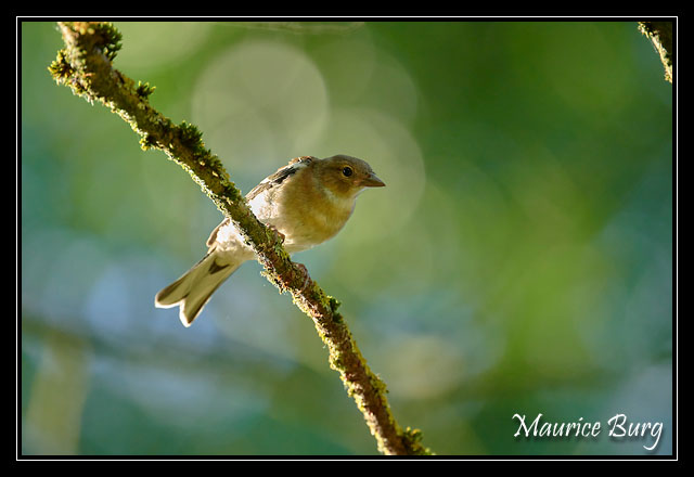 Pinson des arbres femelle