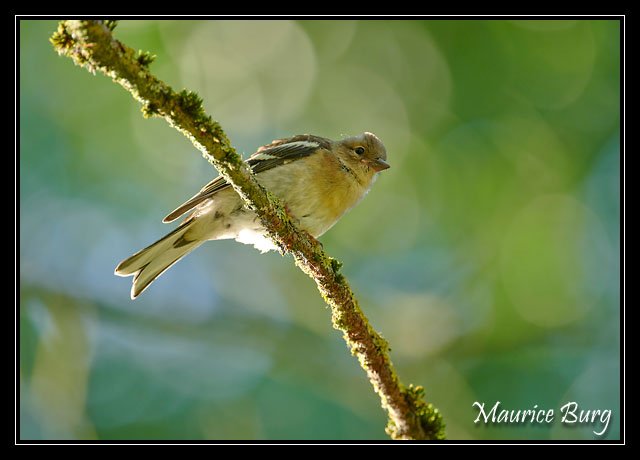 Pinson des arbres femelle