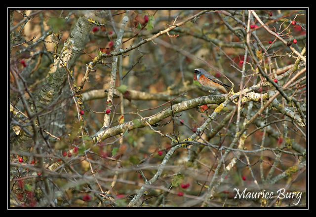 Rougequeue noir à front blanc