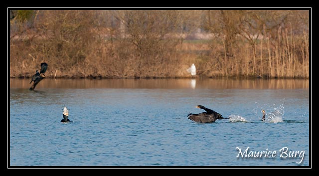 Grands Cormorans à table