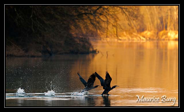Grands Cormorans