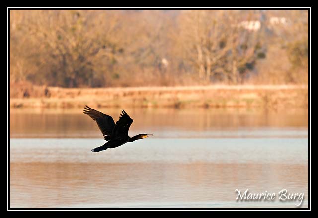 Grand Cormoran