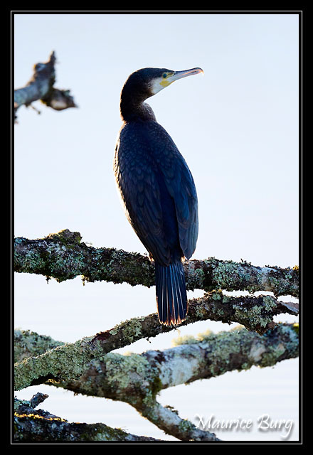 Grand Cormoran