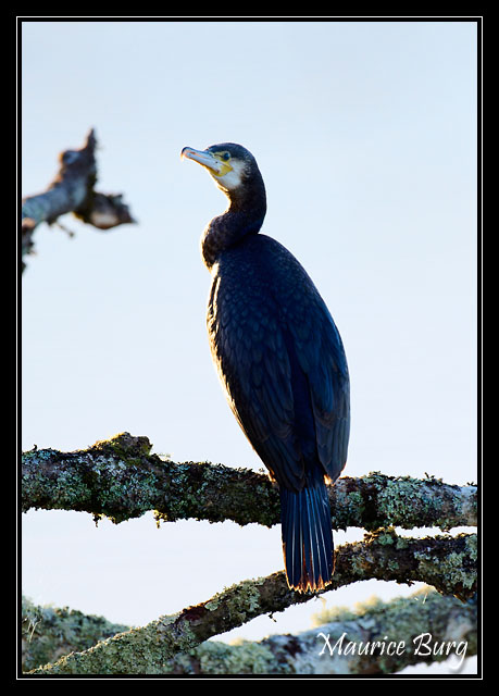 Grand Cormoran