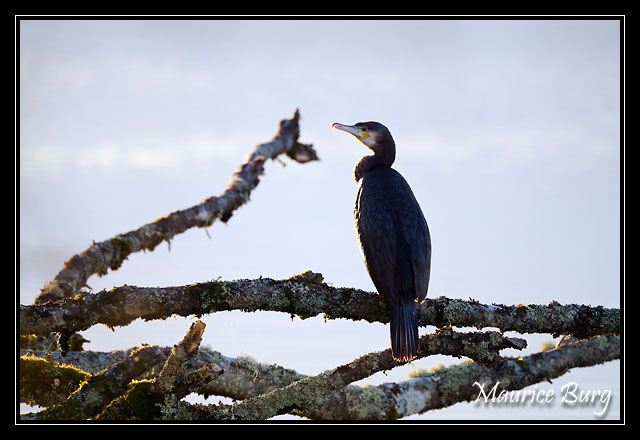 Grand Cormoran