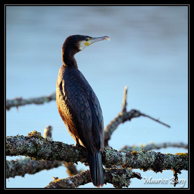 Grand Cormoran